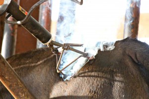 IMG_4144 copy
