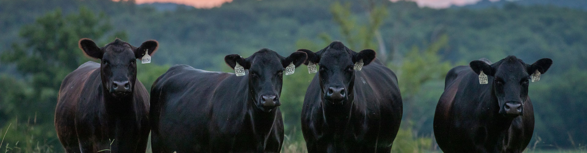 2021_DeerValleyFarms_Perry_TN_KK-297-header angus cows at Deer Valley Farms