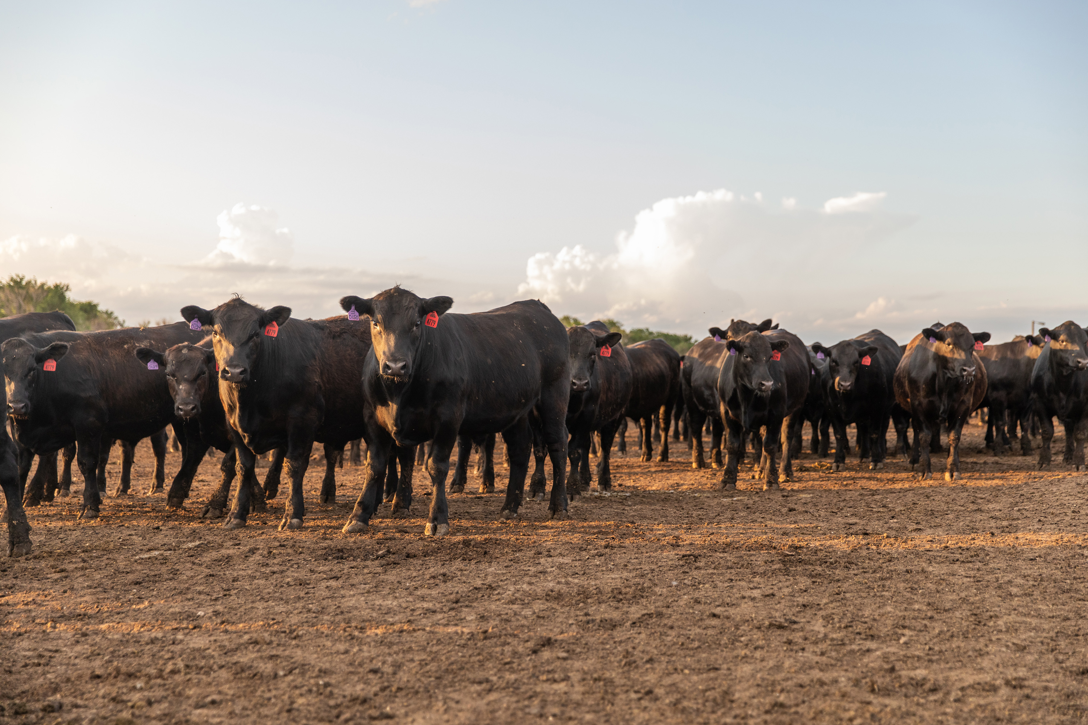 Kansas feedyard honored by Certified Angus Beef