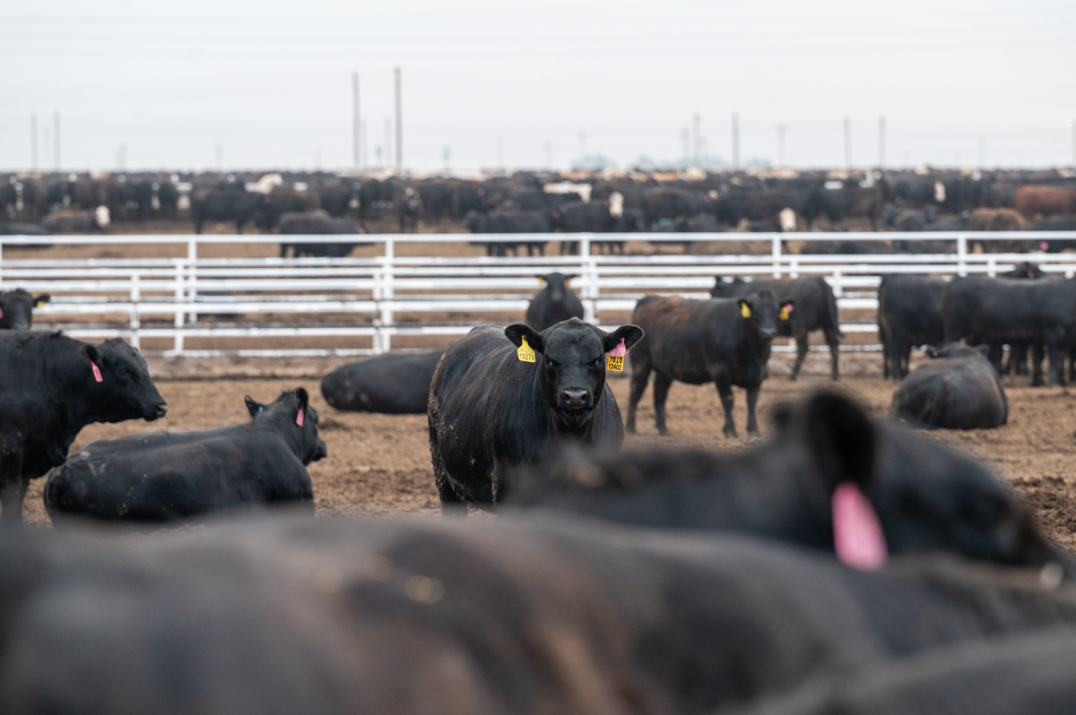 fairleigh feedyard