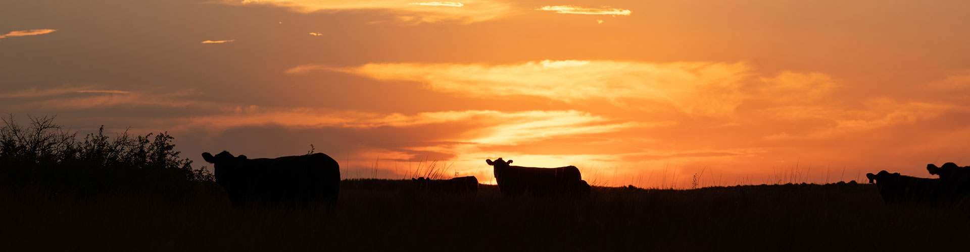 2021_USPB_GardinerAngusRanch_KS_MR-8479-header cow silhouette at sunset in Kansas
