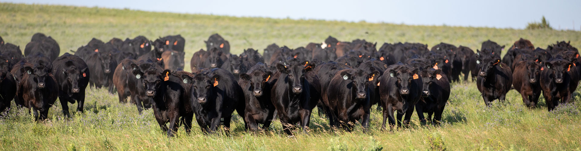 Blythe Angus heifers 