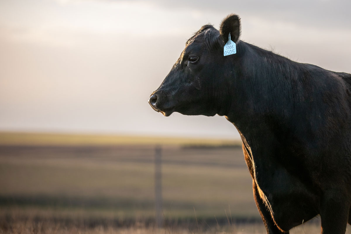 Mindful Breeding for Heifers on Hand