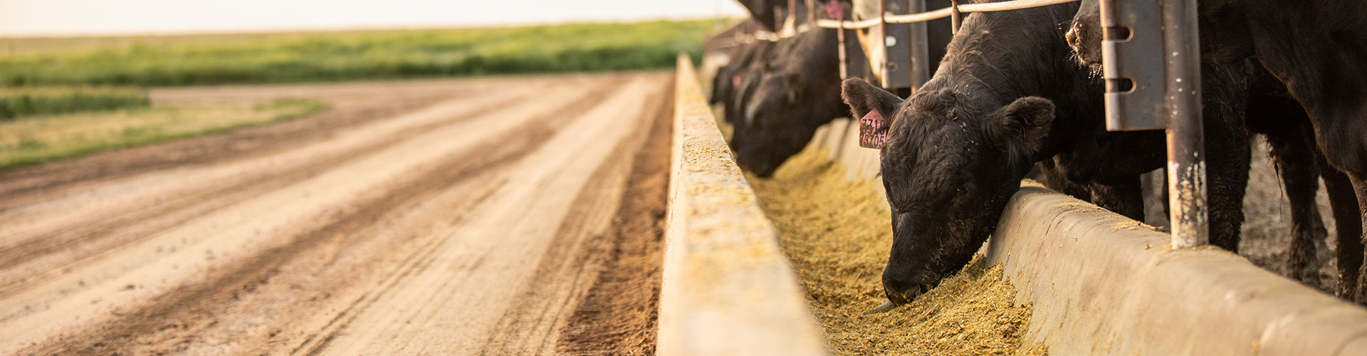 23-11075_CO_MLB-4785-header steer at the bunk in a feedyard