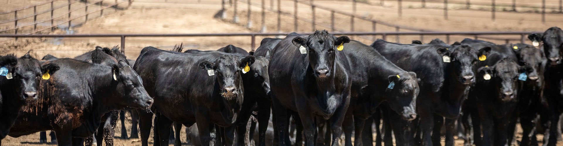 24-20308_KS_LGR-6536-header Angus cattle in a feedyard