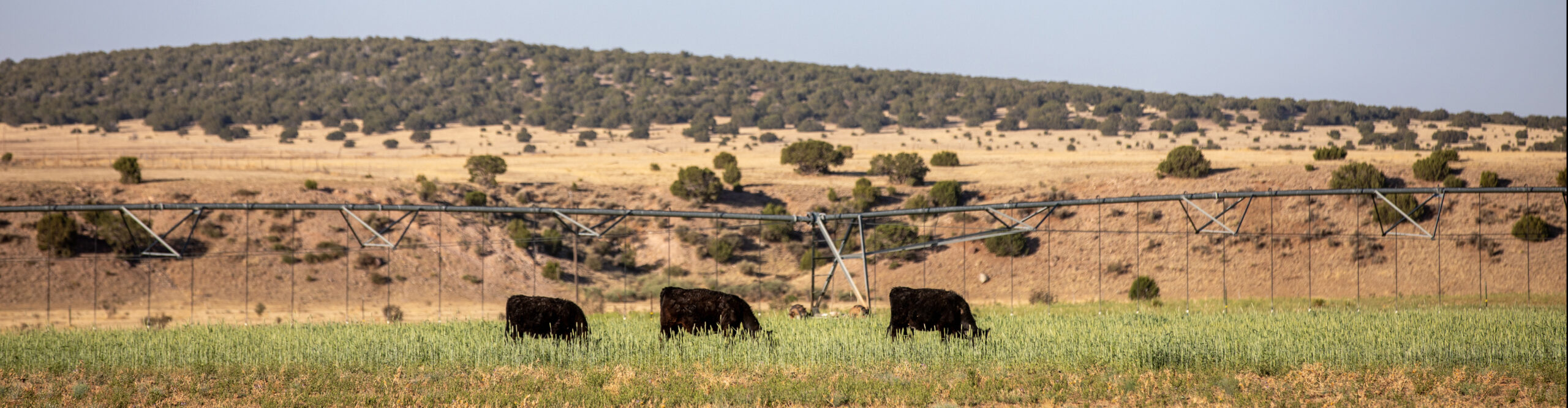 Larson Angus Ranch