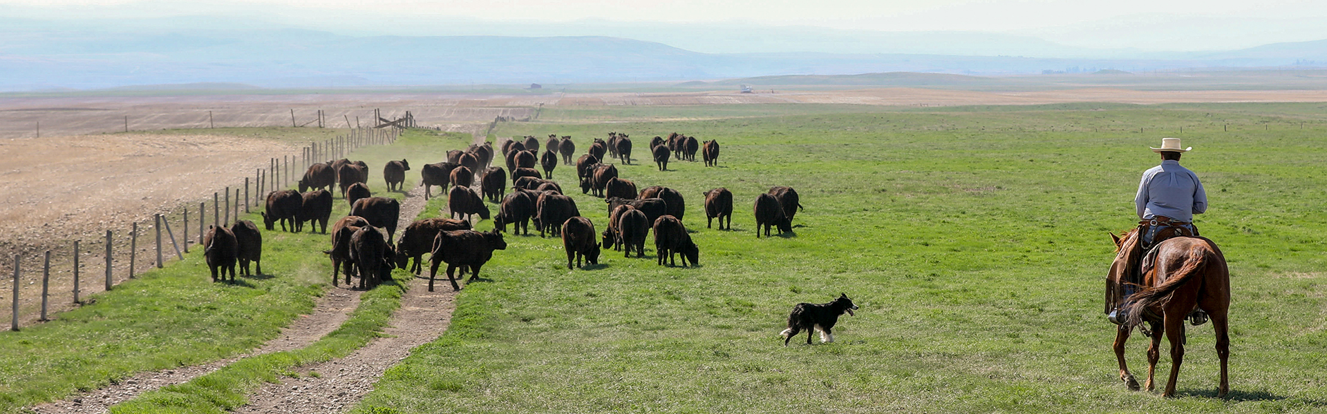Rancher and dog herding Angus cattle - At the Table The Code