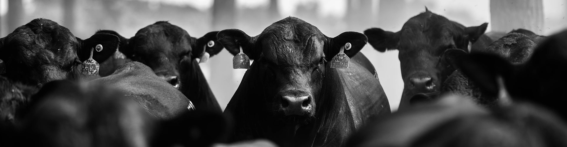 bulls