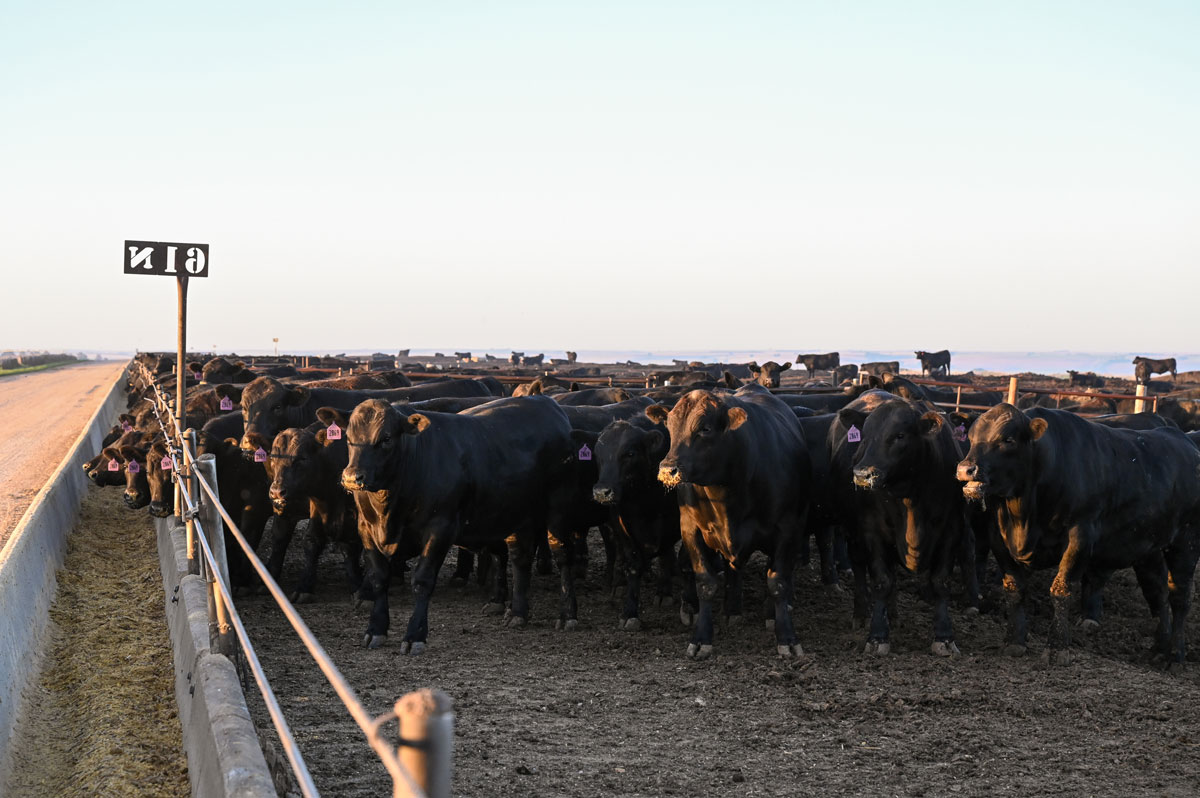 Angus feedyard cattle