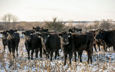 Sights set on better beef