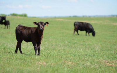 The green-hand, fourth-generation rancher