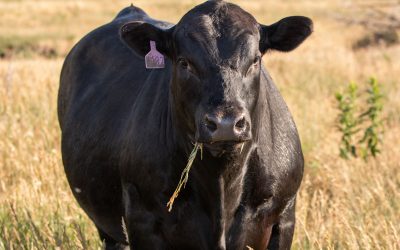 Not just a carcass program